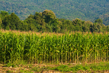 Corn field and mountain in background.