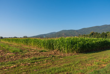 Fototapeta na wymiar Corn field and mountain in background.