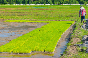 Fototapeta na wymiar young rice bundle prepared for planting near field corner.