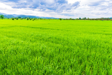 image of beauty sunny day on the rice field with sky and tree in background.