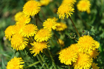 Green grass with yellow dandelions. Close up spring flowers.