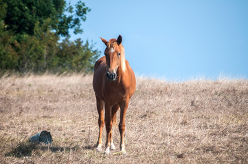 Young mare horse grazing on meadow with dry grass at the end of summer time