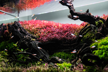 nature style aquarium tank with a variety  aquatic plants.