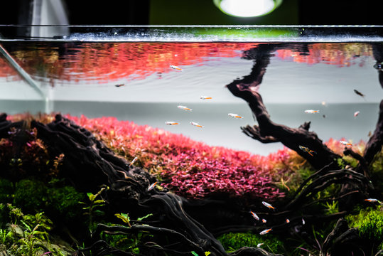 nature style aquarium tank with a variety  aquatic plants.