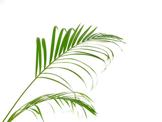 Tropical palm leaf on white background