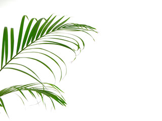 Tropical palm leaf on white background