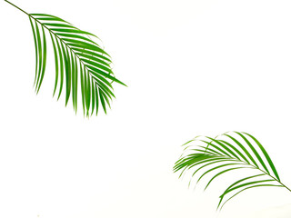 Tropical palm leaf on white background