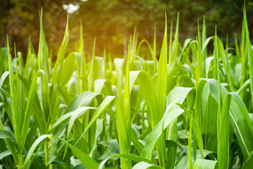 close up image of green corn field.