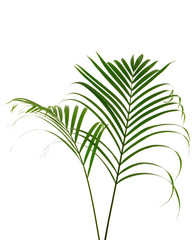 Tropical palm leaf on white background