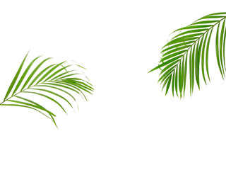 Fototapeta na wymiar Tropical palm leaf on white background