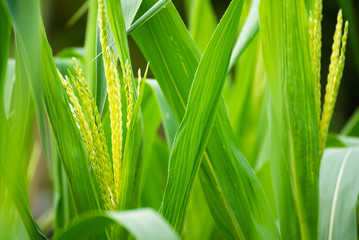 close up image of green corn field.