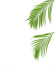 Tropical palm leaf on white background