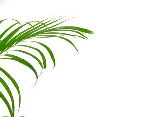 Tropical palm leaf on white background