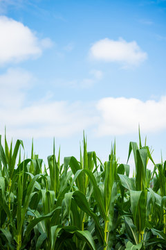 close up image of green corn field.