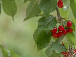 Scene with branch of natural cherry and ripe fruits