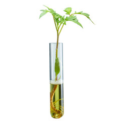 Young shoot of tomato in the medical tube to isolate