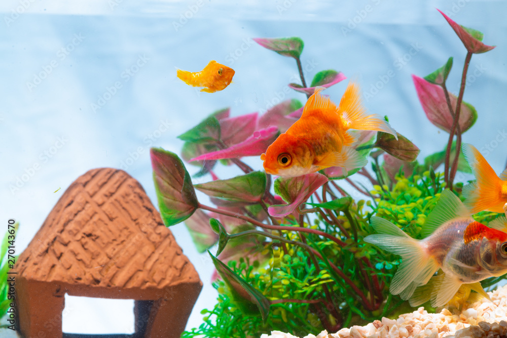 Wall mural gold fish or goldfish floating swimming underwater in fresh aquarium tank with green plant.