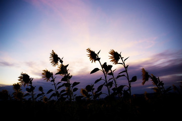 Sunflower on field at sunset.