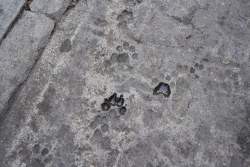paw prints in cement