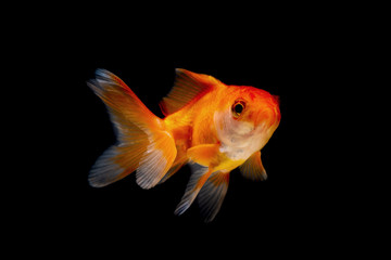 Gold fish or goldfish isolated on black background.