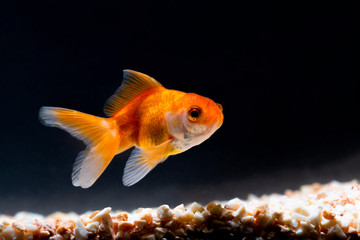 Gold fish or goldfish floating swimming underwater in fresh aquarium tank.