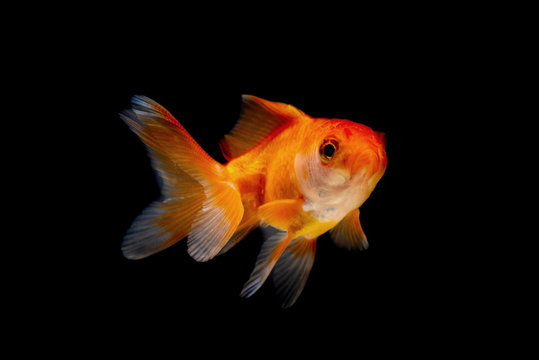 Gold fish or goldfish isolated on black background.