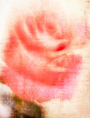 Pink blurred abstract rose