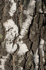 Fototapeta na wymiar Birch tree bark, close-up, texture and background