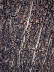 Close up top view abstract dark brown color of wood texture table vintage background.