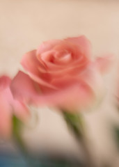 Pink roses blurred bouquet