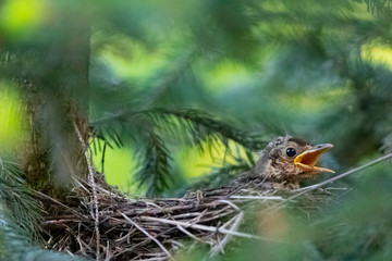Obraz premium hungry young thrush with open beak in the nest, turdus philomelos