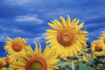 Sunflower with blue sky in winter.