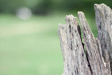 old stump with soft sunlight on blur background