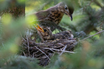 female of song thrush feeding her little birdie