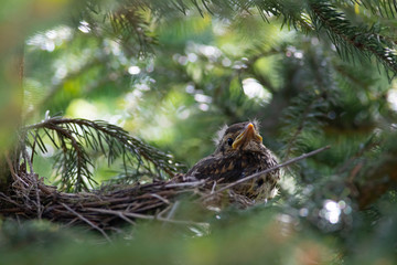 young thrush waiting in the nest, turdus philomelos