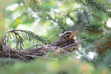 young thrush waiting in the nest, turdus philomelos