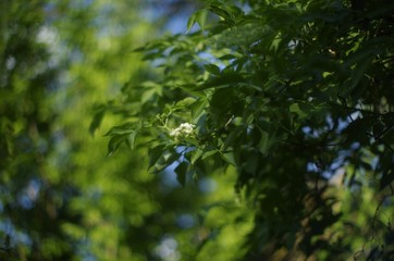 green forest background