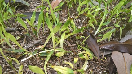 green plant in the garden