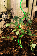 Tomato plant