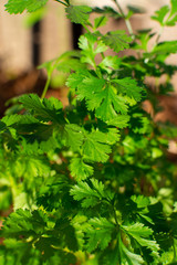 Fresh cilantro