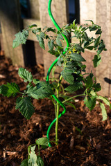 Tomato plant