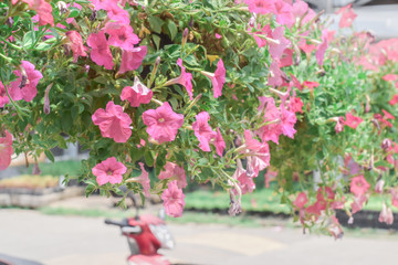 Pink flower blooming in garden, Flowering plants hanging on the steel rail
