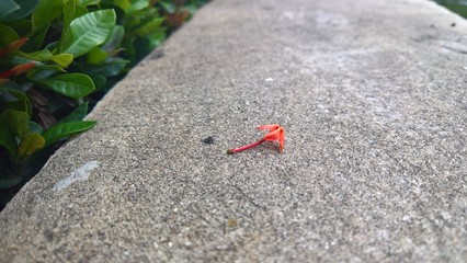 flower in the sand