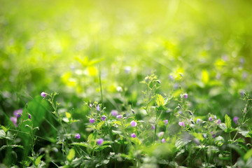 Small flowers in the grass purple flower blurred background
