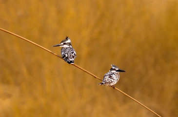 pair of pied kingfisher Ceryle rudis  sitting on the branch in blur background 