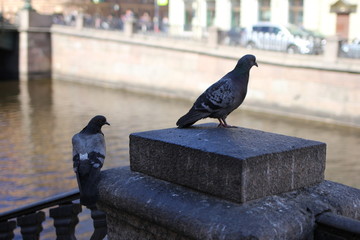pigeon, bird