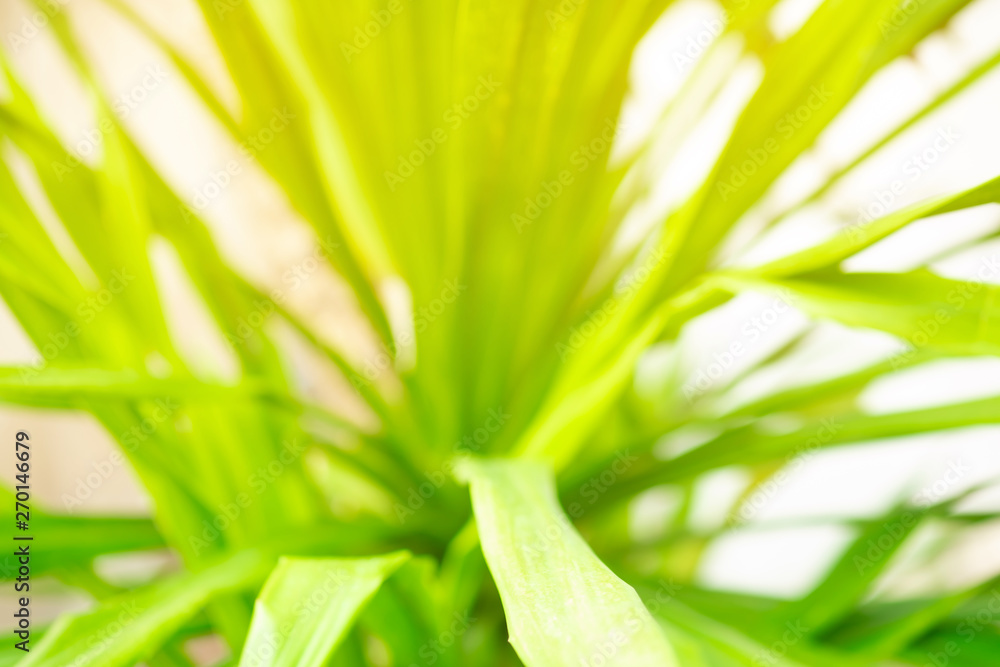 Canvas Prints abstract bokeh blur tree nature background with sunlight on summer.