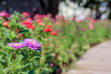 Beautiful colored flower along the path in the garden morning . Beautiful bouquet of flower in spring.Morning fresh air, oxygen to the body to power the whole day.