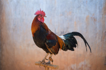 A colorful rooster in the coutryside of the Philippines