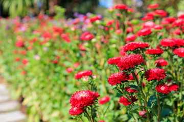 Beautiful colored flower along the path in the garden morning . Beautiful bouquet of flower in spring.Morning fresh air, oxygen to the body to power the whole day.